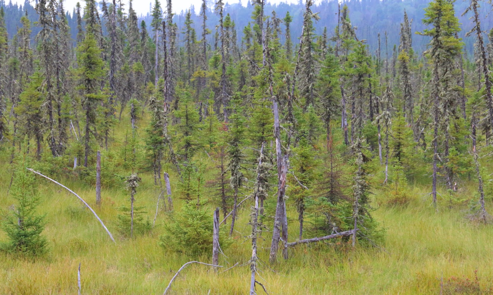 Black Spruce Boglands